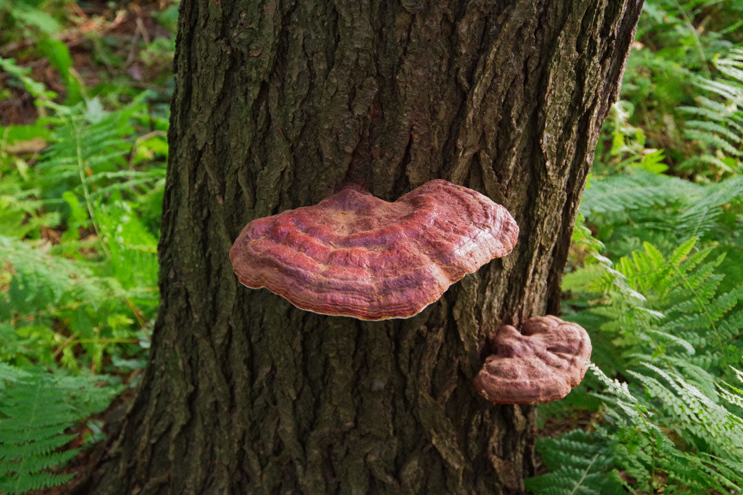 Reishi Mushroom for Unlocking Vitality? 10 Health Benefits